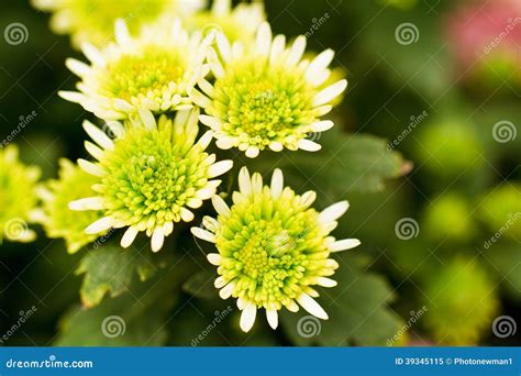 de groene bloemen van de chrysant stock afbeelding image  tros ontwerp