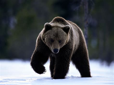 grizzly bear wallpaper wild big grizzly wallpapers