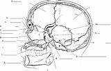 Bone Skull Frontal Crista Sinus Galli Cord Spinal Ethmoid Nasal Nursing Rr School sketch template