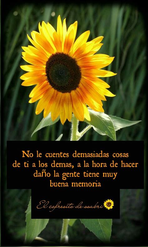 pin de c m en maura frases girasoles frases bonitas de