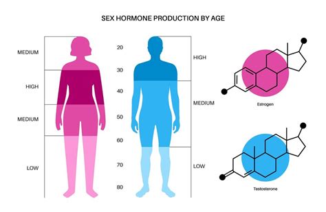 Premium Vector Estrogen And Testosterone Level Color Chart Sex