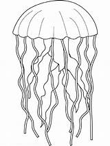 Jellyfish Coloring Pages Color Fish Animals Drawing Kids Simple Printable Realistic Line Print Animal Animalstown Colouring Getdrawings Sea Drawings Girls sketch template