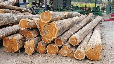 maharashtra police seize  tractors  teak wood  held