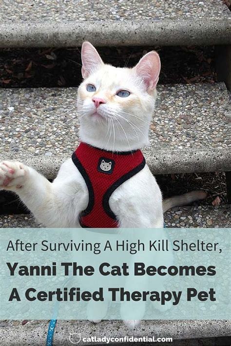 after surviving a high kill shelter yanni the cat becomes