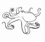 Octopus Realistic Drawing Coloring Pages Getdrawings sketch template