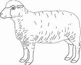 Sheep Outline Coloring Feed Pages Drawing Getdrawings Print sketch template