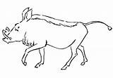 Warthog sketch template