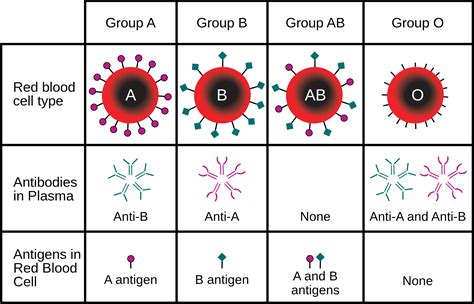 abo  rh blood grouping