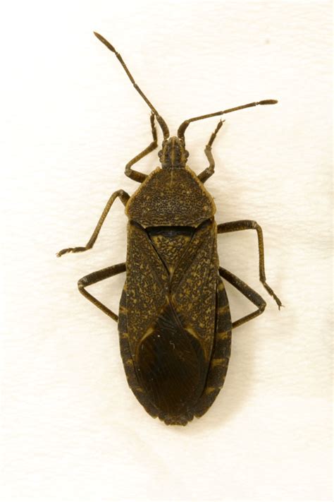 kissing bug identification requires closer  insects   city