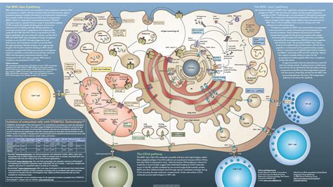 cell biology wallpaper 62 images