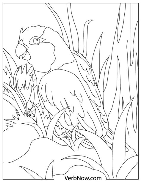parrots coloring pages   printable