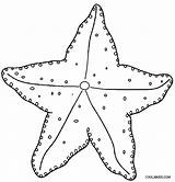 Seestern Starfish Mar Zum Estrela Cool2bkids sketch template