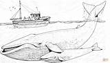 Whales Blauwal Humpback Balenottera Azzurra Orca Jungtier Mutter Beluga Ocean Wildlife Humans Stampare Bestcoloringpagesforkids sketch template