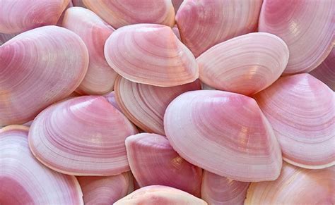 pink beach shells summer la vie en rose couleur rose coquillage