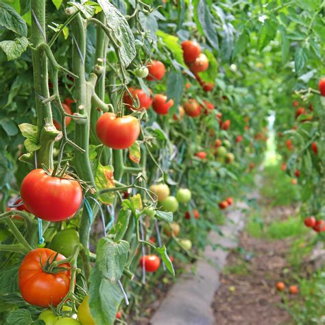 top edible tomato plant varieties  grow rogers gardens
