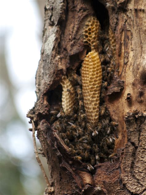 File Natural Beehive  Wikimedia Commons