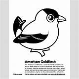Goldfinch American Designlooter sketch template