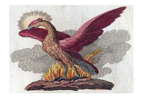 phoenix   mythical bird   symbol  rebirth worldatlas