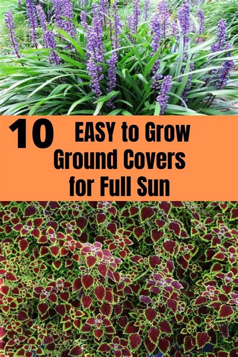 easy ground cover for a garden down south ~ garden down