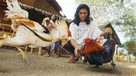 freak accident in philippines as fighting cock kills police officer