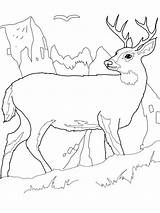 Deer Coloring Pages Printable Buck Color Kids Tail Realistic Elk Combine Tailed Colouring Print Big John Deers Deere Bestcoloringpagesforkids Animal sketch template