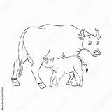 Calf Feeding Motherhood sketch template