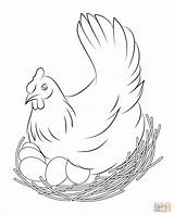 Coloring Hen Eggs Pages Sits Drawing Printable sketch template