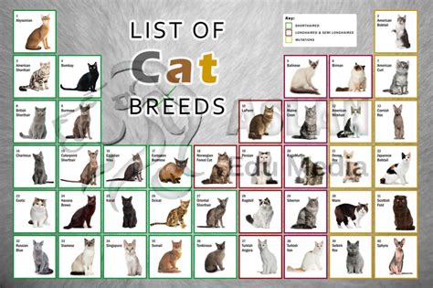 list  cat breeds biological science picture directory pulpbitsnet