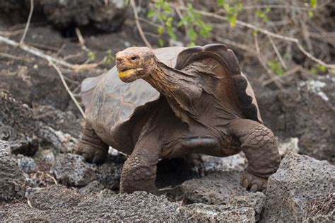 Sex Mad Tortoise Who Saved Species From Extinction With His Romping