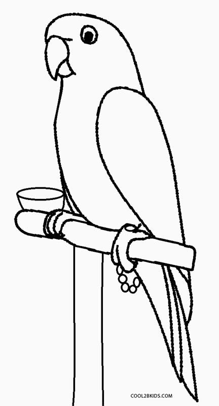 printable parrot coloring pages  kids coolbkids
