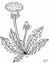 Coloring Dandelion Pages Printable Drawing sketch template