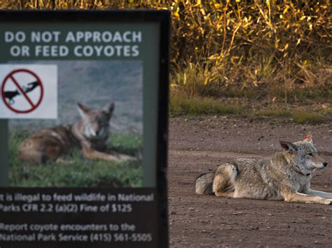 search  coyote continues   attacks   san francisco