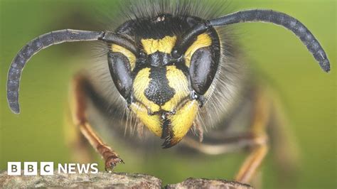 scientists     wasps