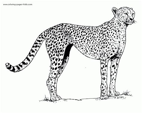 cheetah color page coloring page coloring home