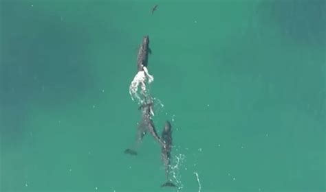 amazing drone footage shows shark hunt   dronelife