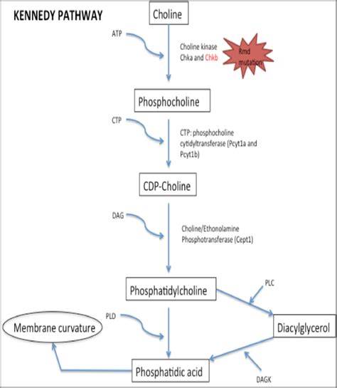 cdp choline branch   kennedy pathway  scientific