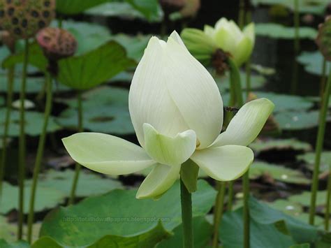 beautiful wallpapers lotus wallpapers hd