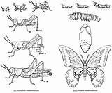 Metamorphosis Reproduction Incomplete Animal Complete Grasshopper Development Butterfly Biology Types Kingdom Process Stages Definition Features Figure Insect Processes Undergoes Nymph sketch template