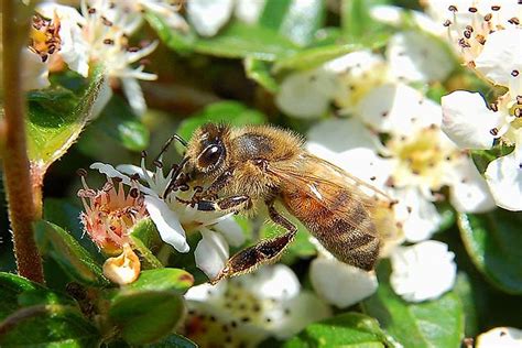 The Seven Different Types Of Honey Bees Worldatlas