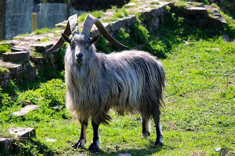 goat breeds   list   breed  goat boer goat profits guide