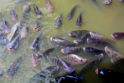 minty feed  boost tilapia survival