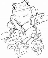 Frog Wikiclipart sketch template