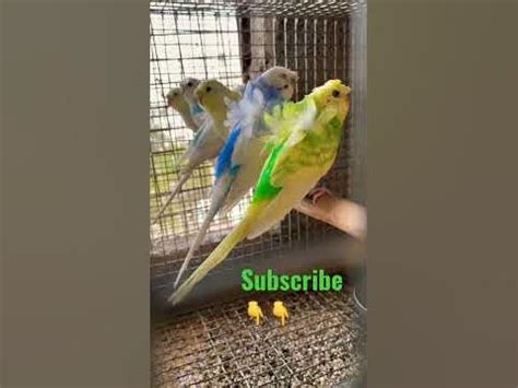 helicopter parrot parakeets budgies breeding pair youtube