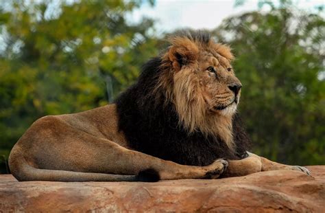 chester zoos  lion habitat manchester evening news