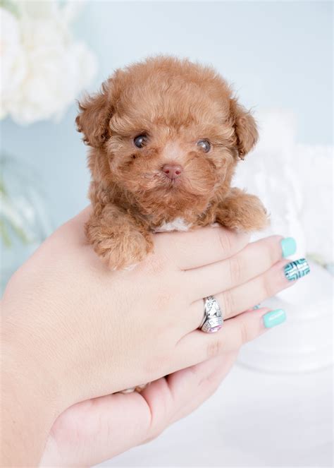 cheap toy poodle puppies wow blog