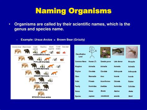 Ppt Classification Of Organisms Powerpoint Presentation Free