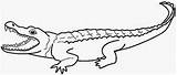Coloring Pages Alligator Printable Color Print Alligators Search Again Bar Case Looking Don Use Find Top sketch template