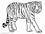Coloring Tiger Pages Getcolorings Alifiah Color Tigers sketch template