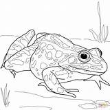 Frog Coloring Pages Leopard Printable Frogs Realistic Dart Drawing Nothern Adults Poison Kids Amphibian Salamander Color Getdrawings Getcolorings Dot Supercoloring sketch template