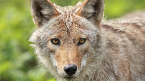 drone cameras  hunt  florida coyotes
